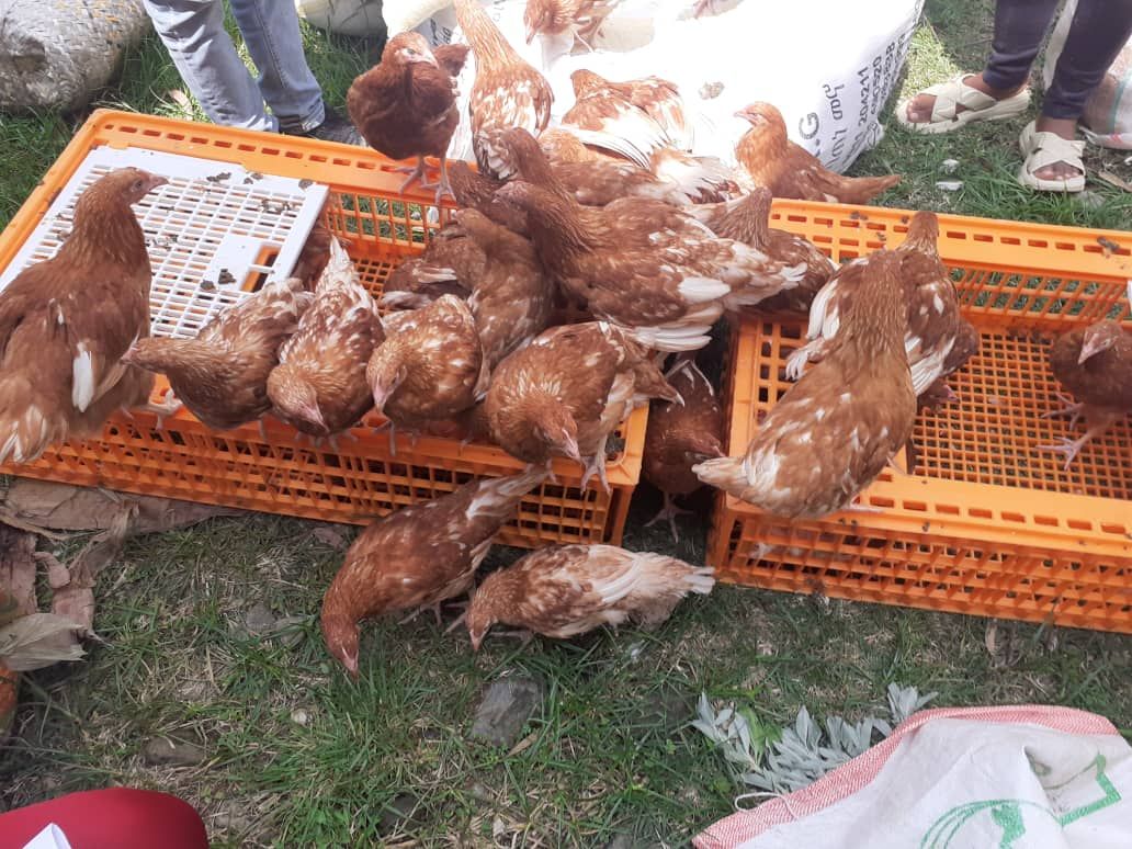 Income-generating poultry