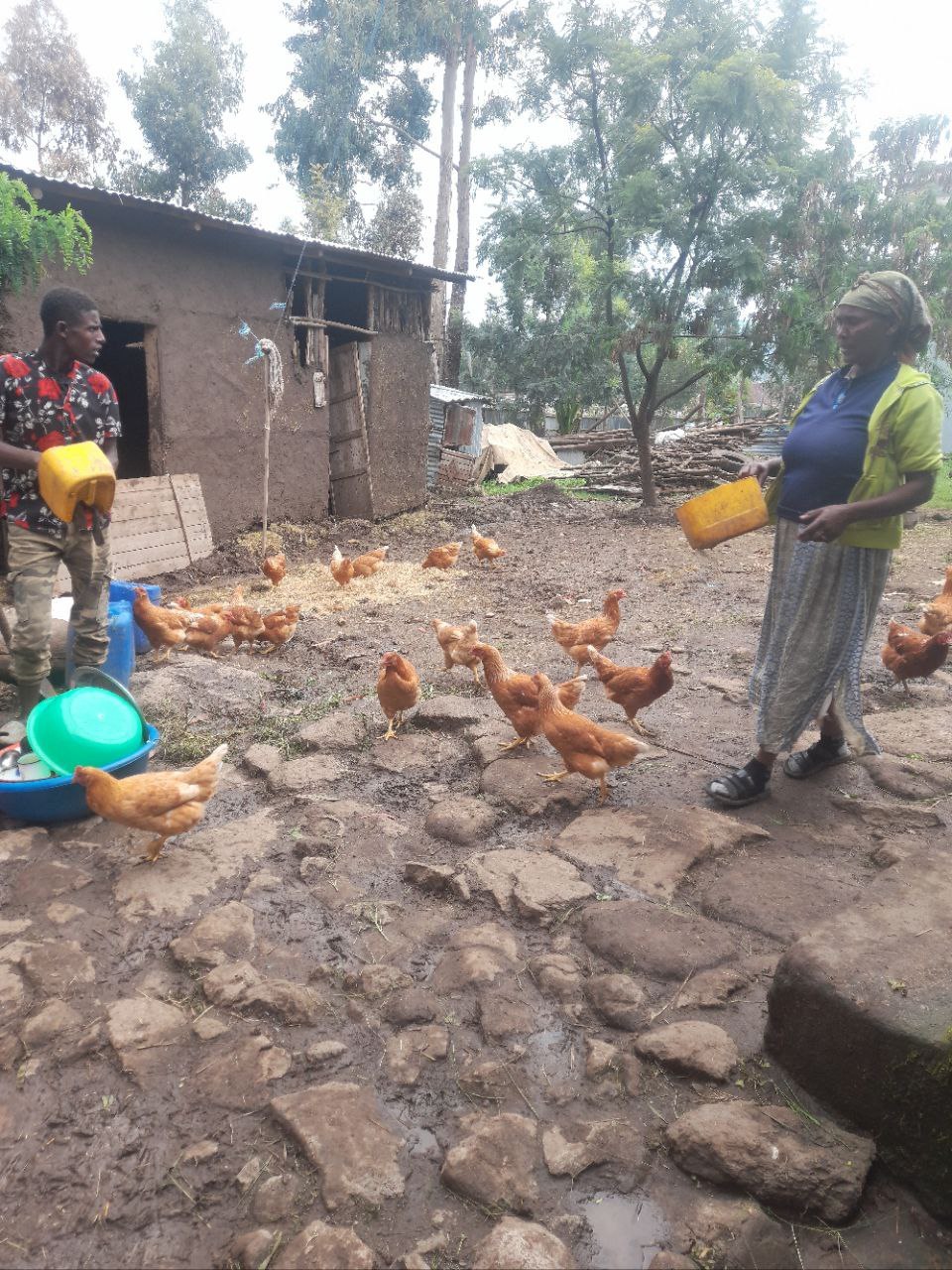 Poultry livelihood support